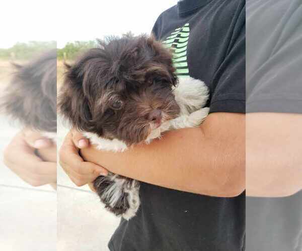 Medium Photo #2 Havanese Puppy For Sale in CASA GRANDE, AZ, USA