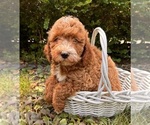 Small #2 Goldendoodle (Miniature)