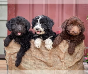 Aussiedoodle Litter for sale in WOODLEAF, NC, USA