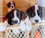 Small Photo #38 Cane Corso-Saint Bernard Mix Puppy For Sale in WORCESTER, MA, USA