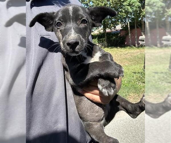 Medium Photo #1 Miniature Schnauzer-Unknown Mix Puppy For Sale in Houston, TX, USA