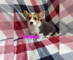 Puppy Annie Pembroke Welsh Corgi
