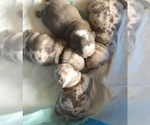 Small Photo #2 English Bulldog Puppy For Sale in KILLEEN, TX, USA