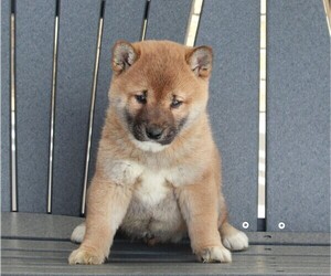 Shiba Inu Puppy for sale in FREDERICKSBURG, OH, USA