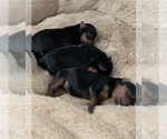 Small Photo #1 Yorkshire Terrier Puppy For Sale in LAKE CITY, FL, USA