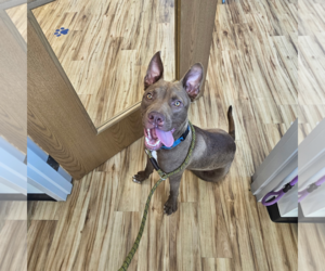 Labrador Retriever-Unknown Mix Dogs for adoption in Rowlett, TX, USA