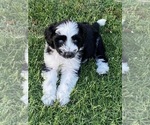 Puppy 5 Aussie-Poo