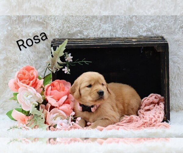 Medium Photo #6 Golden Retriever Puppy For Sale in LOYAL, WI, USA