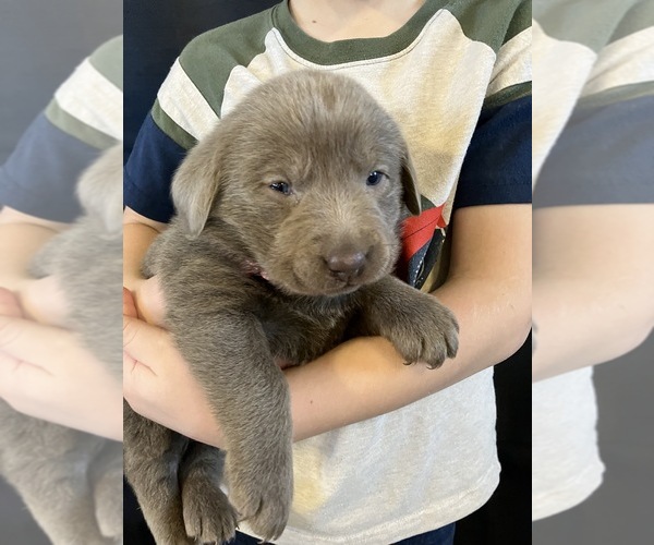 Medium Photo #2 Labrador Retriever Puppy For Sale in DELTA, CO, USA
