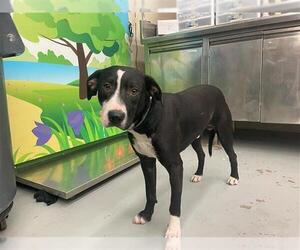 Labrador Retriever-Unknown Mix Dogs for adoption in Waco, TX, USA