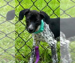 Small #4 Mutt