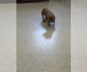 Quixote - Male Dachshund Dog for Adoption - Photo #3