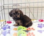 Image preview for Ad Listing. Nickname: Ginger