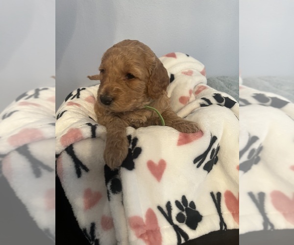 Medium Photo #23 Goldendoodle (Miniature) Puppy For Sale in LOVES PARK, IL, USA