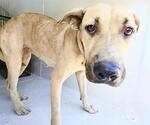 Small #2 Staffordshire Bull Terrier Mix