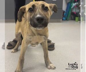 Labrador Retriever-Unknown Mix Dogs for adoption in Washington, DC, USA