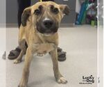 Small Labrador Retriever Mix
