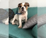 Small Photo #4 English Bulldog Puppy For Sale in FORT LAUDERDALE, FL, USA