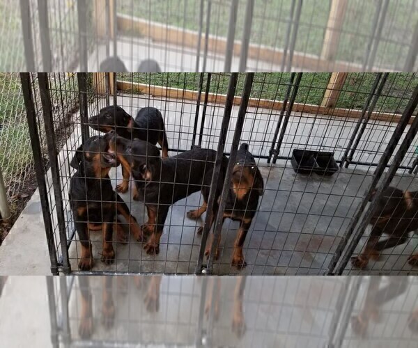 Medium Photo #78 Rottweiler Puppy For Sale in RIEGELWOOD, NC, USA