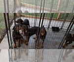 Small Photo #78 Rottweiler Puppy For Sale in RIEGELWOOD, NC, USA