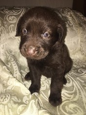 Labradoodle Puppy for sale in LOUISVILLE, KY, USA