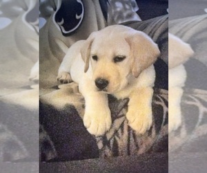 Labrador Retriever Puppy for Sale in MARIPOSA, California USA