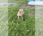 Small #3 Mutt