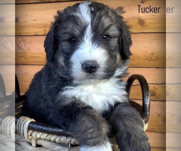 Medium Photo #1 Bernedoodle Puppy For Sale in CANON CITY, CO, USA