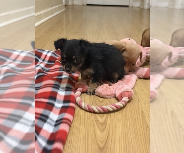 Medium Photo #5 Yorkiepoo mix (+ Poodle Toy) Puppy For Sale in RIPLEY, MS, USA