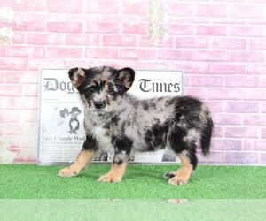 Poodle (Toy)-Shiba Inu Mix Puppy for sale in BEL AIR, MD, USA