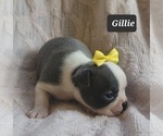 Small Photo #10 Boston Terrier Puppy For Sale in MINERAL WELLS, WV, USA