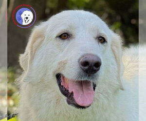 Great Pyrenees Dogs for adoption in Spring, TX, USA