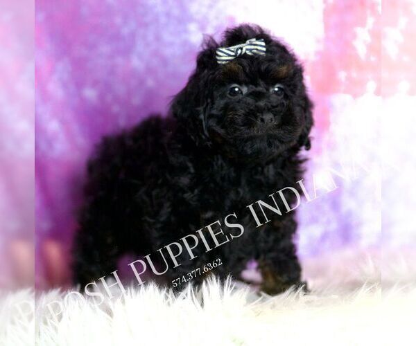 Medium Photo #3 Poodle (Miniature) Puppy For Sale in WARSAW, IN, USA