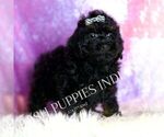 Small Photo #85 Poodle (Miniature) Puppy For Sale in WARSAW, IN, USA