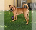 Small #48 Chinese Shar-Pei-Labrador Retriever Mix