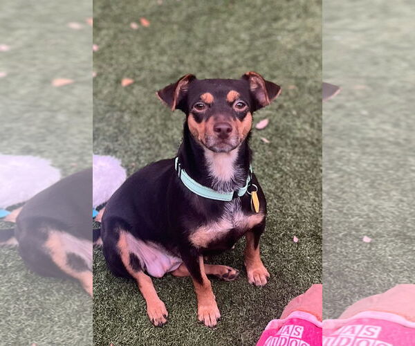 Medium Photo #12 Rat-Cha Puppy For Sale in Princeton, MN, USA