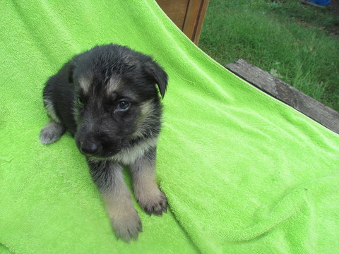 Medium Photo #3 German Shepherd Dog Puppy For Sale in MACON, MO, USA