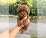 Small Goldendoodle (Miniature)
