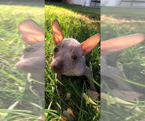 Xoloitzcuintli (Mexican Hairless) Puppy for sale in BOX CANYON, CA, USA