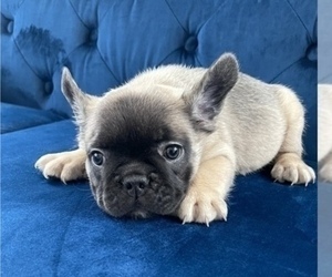 French Bulldog Puppy for sale in LINCOLN PARK, NV, USA