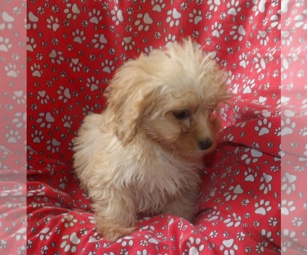 Medium Photo #4 Cavachon Puppy For Sale in PATERSON, NJ, USA