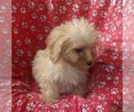 Small #3 Cavachon