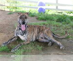 Small #1 Labrador Retriever-Whippet Mix