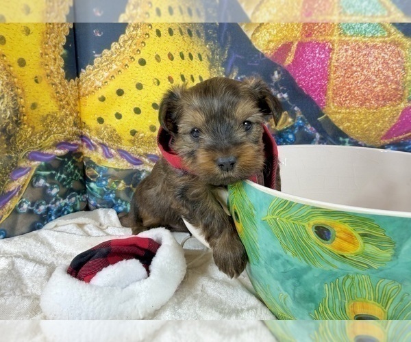Medium Photo #23 Morkie Puppy For Sale in CASSVILLE, MO, USA