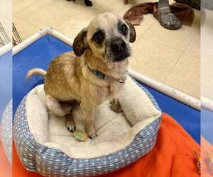 Mutt Dogs for adoption in Candler, NC, USA