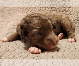 Aussiedoodle Puppy for sale in COLUMBIA, TN, USA