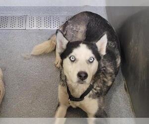 Siberian Husky-Unknown Mix Dogs for adoption in Orange, CA, USA