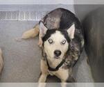 Small Siberian Husky Mix