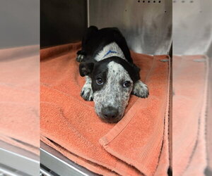 Mutt Dogs for adoption in Rancho Cucamonga, CA, USA