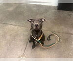 Small Labrador Retriever Mix